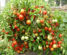 Без обробки фунгіцидами Херсонщина може втратити 30% врожаю помідорів